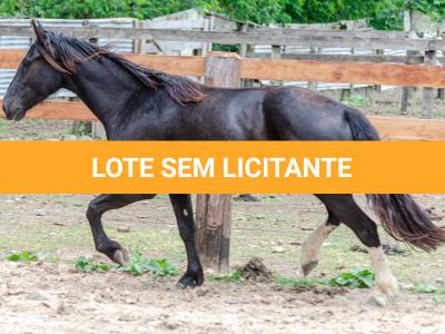 LOTE 019 - CACIQUE ESM DA PPMP