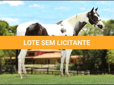 LOTE 028 - GHALIA’S SHINE &  BANDITO HVC - TE