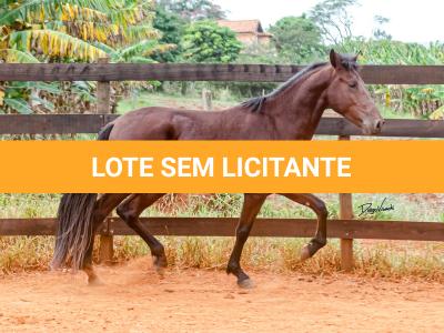 LOTE 016 - BADOKE DA NOVA TRADIÇÃO