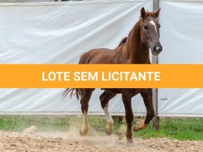 LOTE 017 - ENCANTADOR ESM DA PPMP