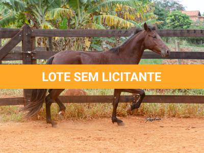 LOTE 016 - BADOKE DA NOVA TRADIÇÃO