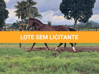 LOTE 011 - MCI PETER LEO FAME