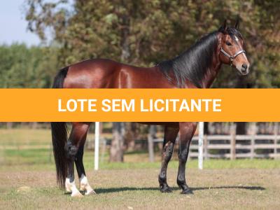LOTE -300 - BRUBAKER TA FAME - Coberturas