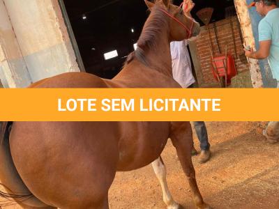 LOTE 005 - SANJOS MEDADAS ME