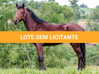 LOTE 016 - BADOKE DA NOVA TRADIÇÃO