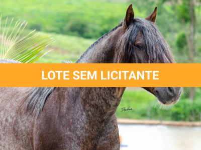 LOTE -100 - CAMPONES ESM DA PPMP (Coberturas)