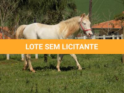 LOTE 023 - STYLISH DUN IT
