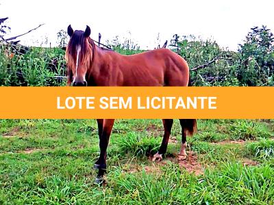 LOTE 019 - CANÁRIO DOS IPÊS