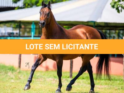 LOTE -100 - TAPOCRAT - Coberturas