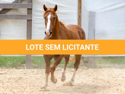 LOTE 018 - FANTASMA ESM DA PPMP