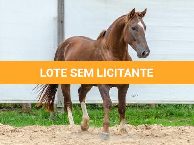 LOTE 017 - ENCANTADOR ESM DA PPMP