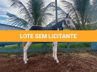 LOTE 005 - DA VINCI DA EAS