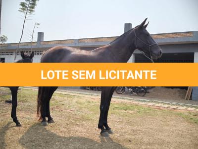 LOTE 012 - REVISTA DA SORTE GRANDE - MN
