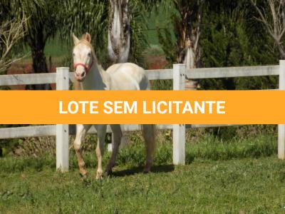 LOTE 023 - STYLISH DUN IT
