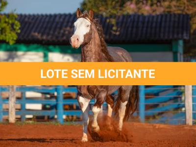 LOTE 025 - PUSS IN BOOTS TLM