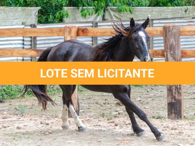LOTE 019 - CACIQUE ESM DA PPMP