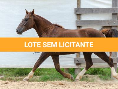 LOTE 017 - ENCANTADOR ESM DA PPMP