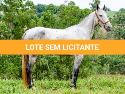LOTE 017 - BETANIA DA NOVA TRADIÇÃO