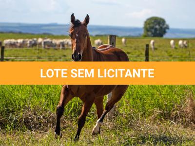 LOTE 002 - GUAPA PEPPY SAN