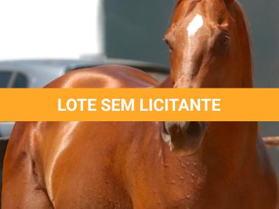 LOTE 015 - GEORGIA STUD HR