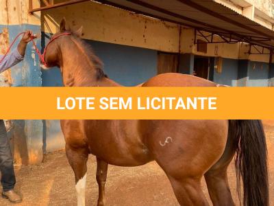 LOTE 005 - SANJOS MEDADAS ME