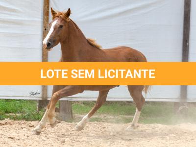 LOTE 018 - FANTASMA ESM DA PPMP