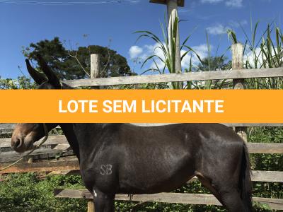 LOTE 008 - CUBANITA DO BANDEIRA
