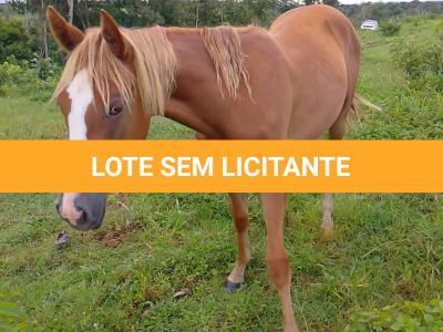 LOTE 017 - CANELA