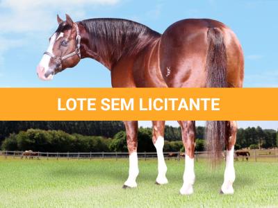 LOTE -100 - SECOND AMENDENT (Coberturas)