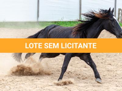LOTE 019 - CACIQUE ESM DA PPMP