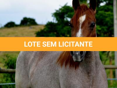 LOTE 002 - POP REY STAR MIME