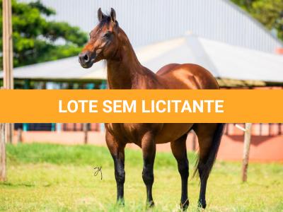 LOTE -100 - TAPOCRAT - Coberturas