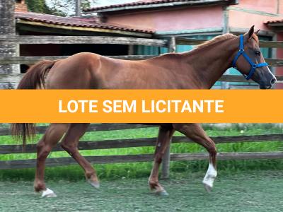 LOTE 008 - DYNA ROOSTER