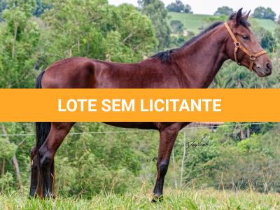LOTE 016 - BADOKE DA NOVA TRADIÇÃO