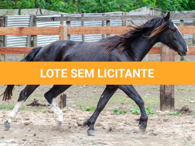 LOTE 019 - CACIQUE ESM DA PPMP