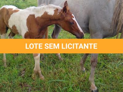 LOTE 018 - NIKO