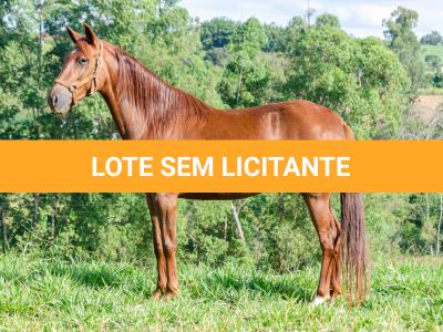 LOTE 018 - KKKK RESGATE DA TRADIÇÃO