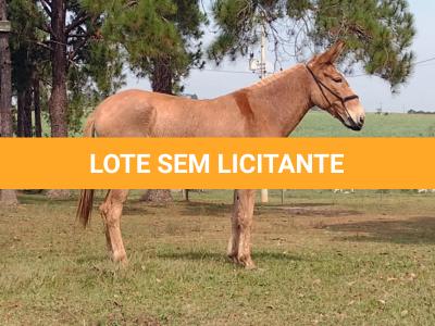 LOTE 012 - XUXA