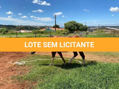LOTE 005 - SANJOS MEDADAS ME
