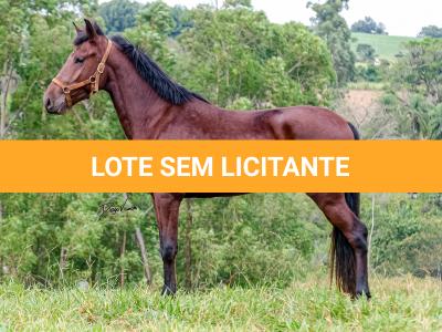 LOTE 016 - BADOKE DA NOVA TRADIÇÃO