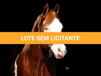 LOTE -200 - SMART CHIC DUNIT (Coberturas)