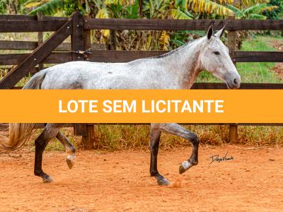 LOTE 017 - BETANIA DA NOVA TRADIÇÃO