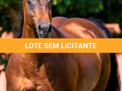LOTE -100 - TAPOCRAT - Coberturas