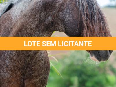 LOTE -100 - CAMPONES ESM DA PPMP (Coberturas)