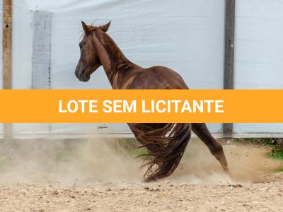 LOTE 017 - ENCANTADOR ESM DA PPMP