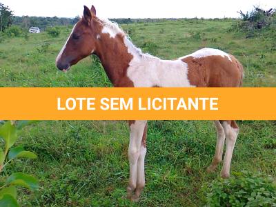 LOTE 018 - NIKO