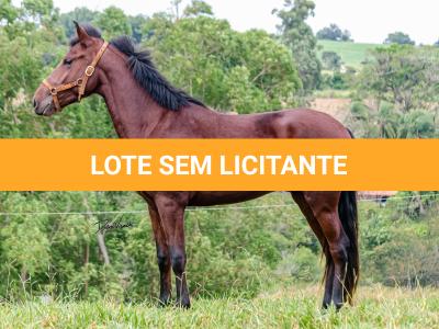 LOTE 016 - BADOKE DA NOVA TRADIÇÃO