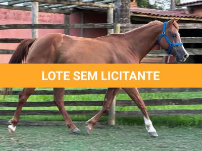 LOTE 008 - DYNA ROOSTER