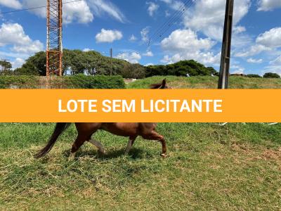 LOTE 005 - SANJOS MEDADAS ME