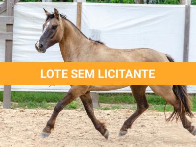 LOTE 011 - ATREVIDO ESM DA PPMP